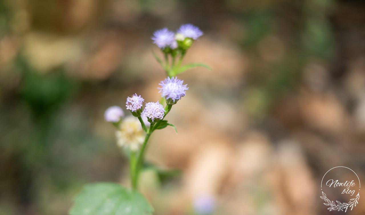 大臉芒果的芒果季ep3：健健康康才能種芒果。