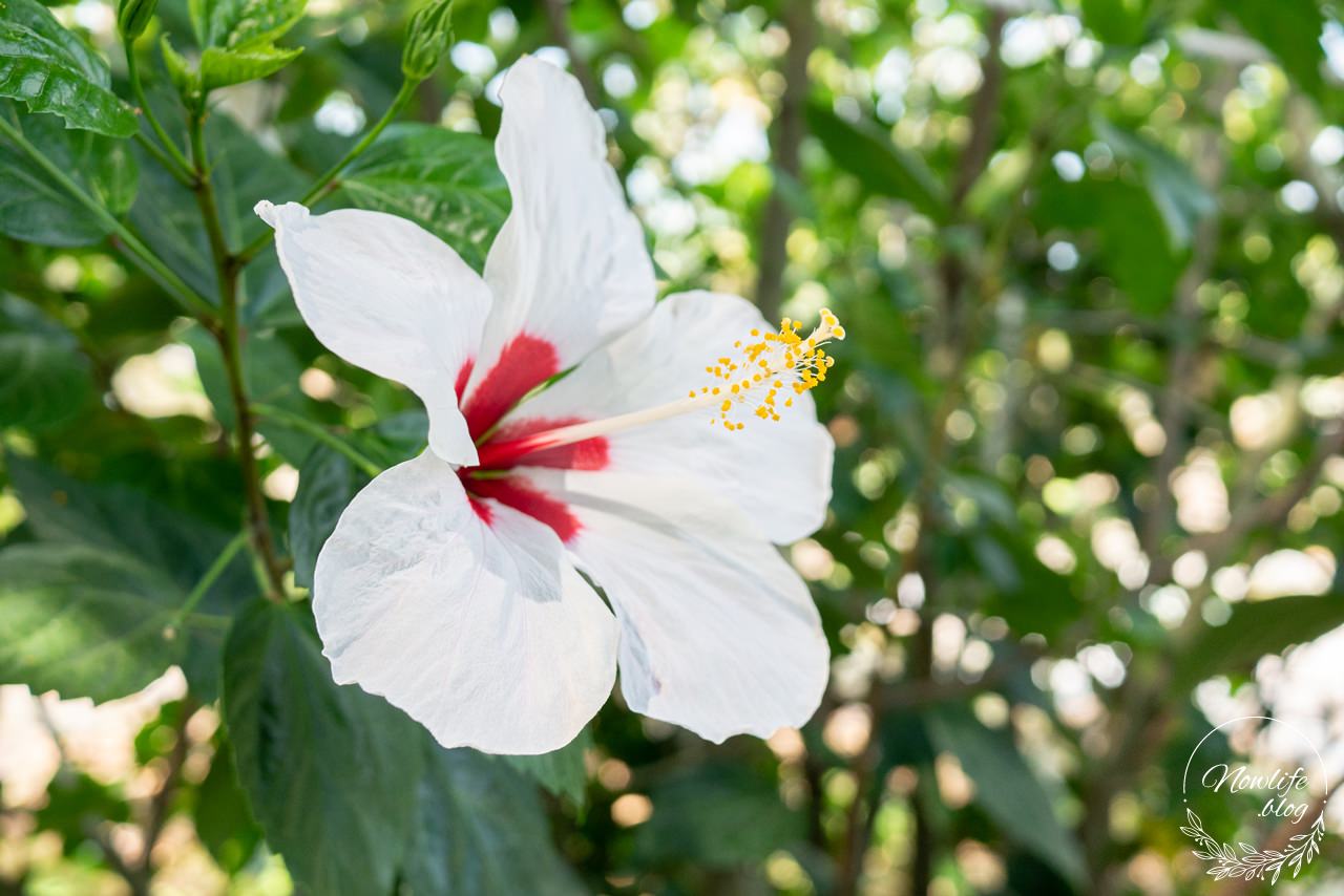 大臉芒果的芒果季ep3：健健康康才能種芒果。