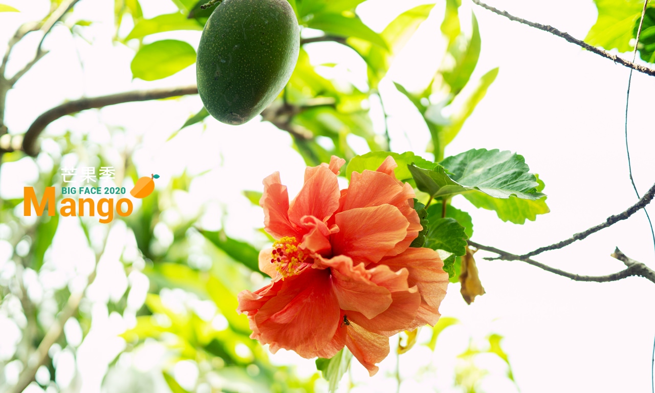 大臉芒果的芒果季ep3：健健康康才能種芒果。