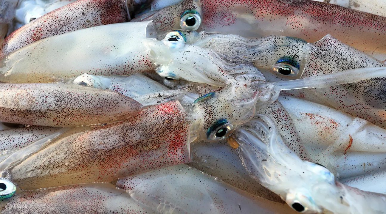 澎湖夜釣小管活動現場