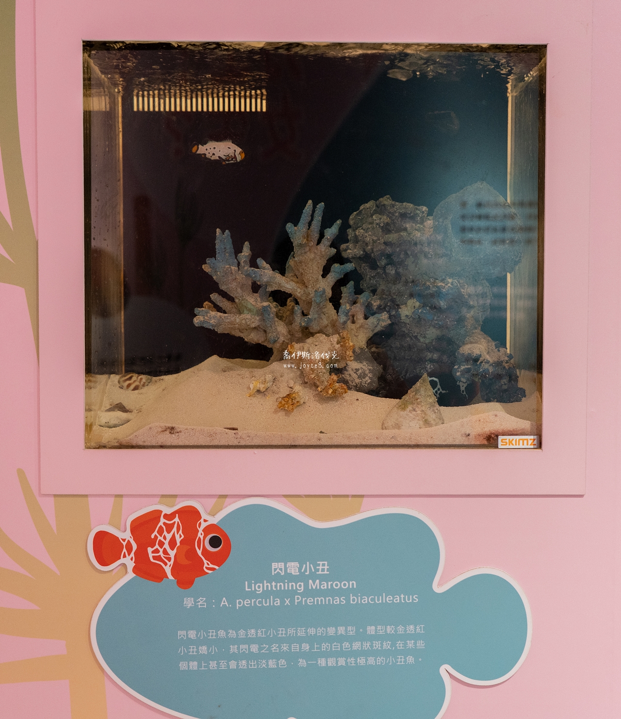 丑丑館小丑魚魚缸近拍