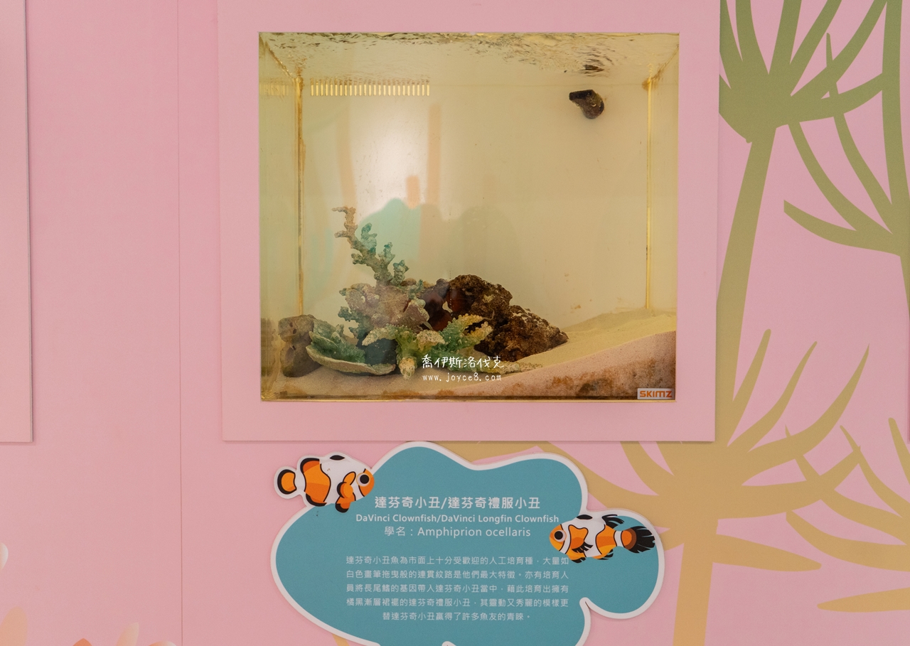 丑丑館不同品種小丑魚