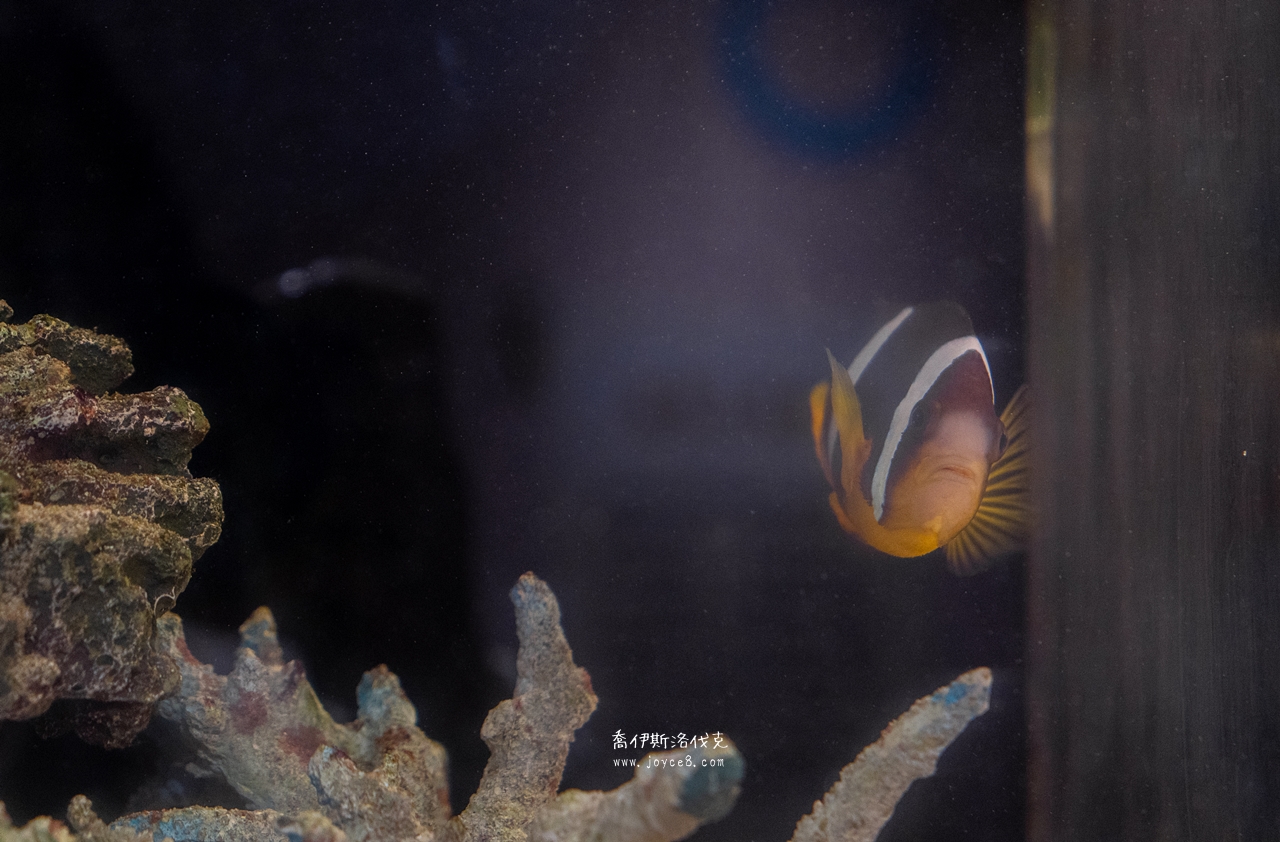 丑丑館小丑魚魚缸生態