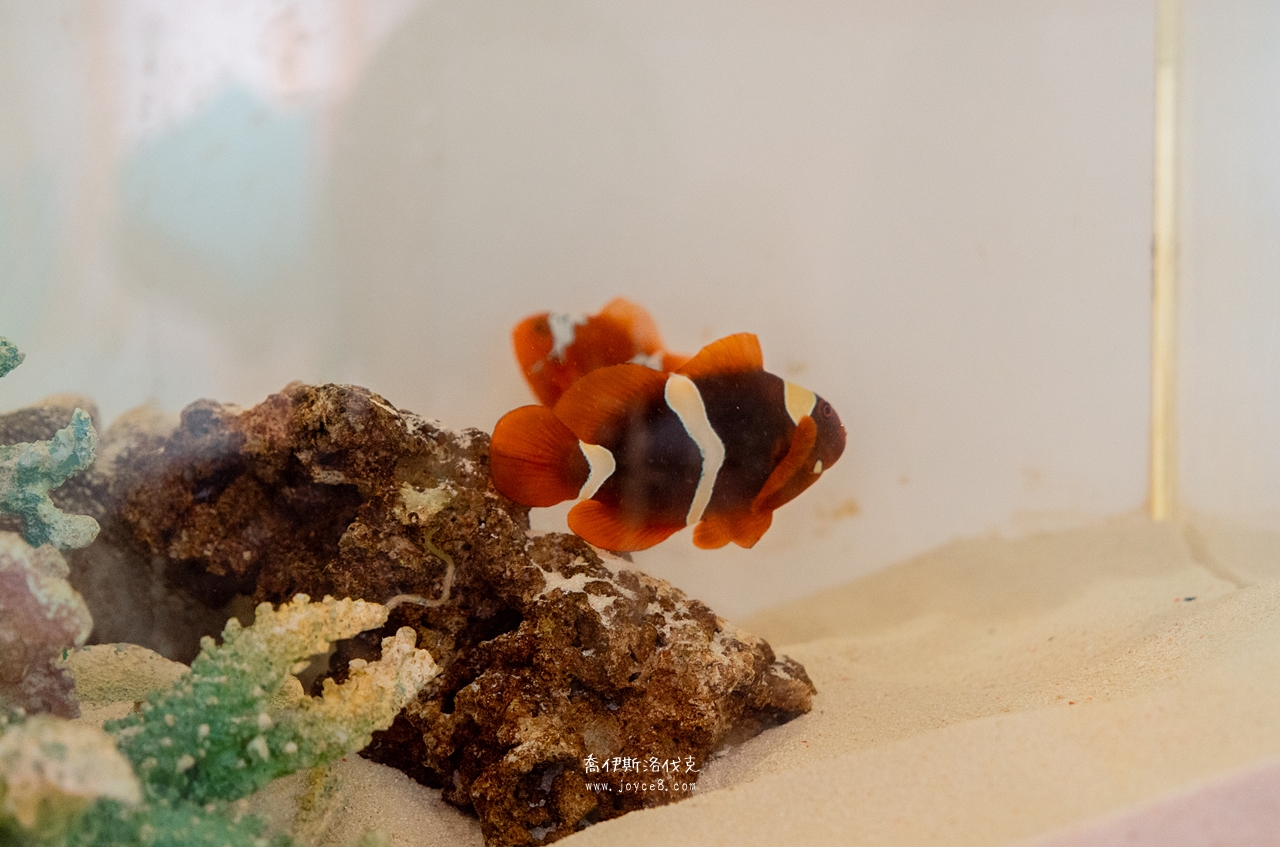 丑丑館小丑魚花紋特寫