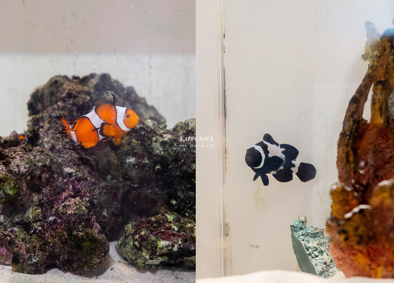 丑丑館小丑魚缸展示