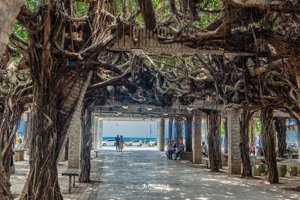 通樑古榕保安宮旁海景